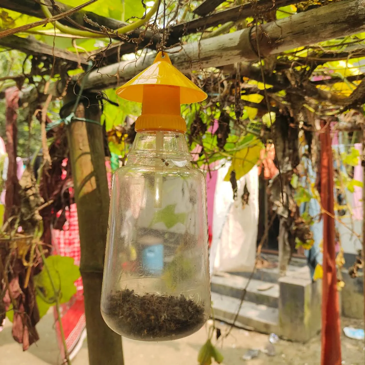 Agrotexbd Pheromone Trap এগ্রোভা ফেরোমন ফাঁদ : 1002 - Image 2
